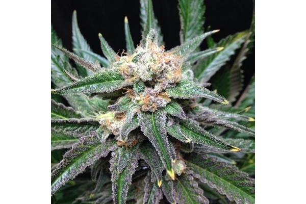 Critical Royal Queen Seeds Feminized Zamnesia