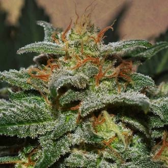 Sweetberry Cough Auto (Garden Of Green) Feminized