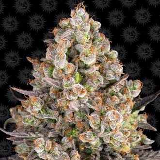 OG Kush (Barney's Farm) Feminized