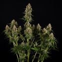 Runtz F1 Automatic (Zamnesia Seeds) Feminized