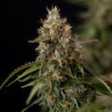 Runtz F1 Automatic (Zamnesia Seeds) Feminized