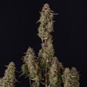 Watermelon Candy F1 Automatic (Zamnesia Seeds) Feminized