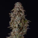 Watermelon Candy F1 Automatic (Zamnesia Seeds) Feminized