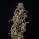 Watermelon Candy F1 Automatic (Zamnesia Seeds) Feminized