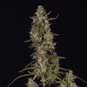 Watermelon Candy F1 Automatic (Zamnesia Seeds) Feminized