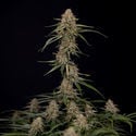 Blue Cheese F1 Automatic (Zamnesia Seeds) Feminized