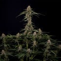 Blue Cheese F1 Automatic (Zamnesia Seeds) Feminized