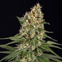 Cosmic Noodles (Zamnesia Seeds) Feminized