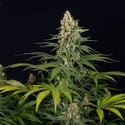 Cosmic Noodles (Zamnesia Seeds) Feminized