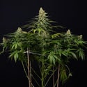 Cosmic Noodles (Zamnesia Seeds) Feminized