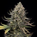 Karen Kush (Zamnesia Seeds) Feminized