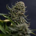 Karen Kush (Zamnesia Seeds) Feminized