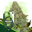 Sticky Broccoli Automatic (Zamnesia Seeds) Feminized