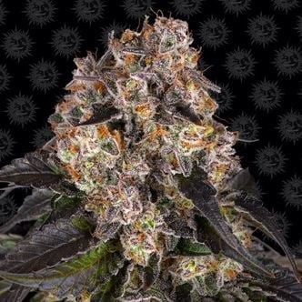 Girl Scout Cookies (Barney's Farm) Feminized