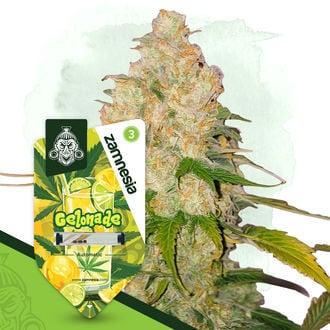 Gelonade Automatic (Zamnesia Seeds) Feminized