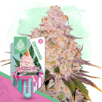 Ice Cream Cake Automatic (Zamnesia Seeds) Feminized