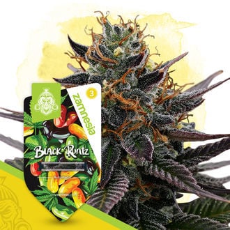 Black Runtz Automatic (Zamnesia Seeds) Feminized