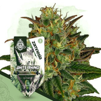 White Rhino Automatic (Zamnesia Seeds) Feminized