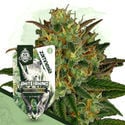 White Rhino Auto (Zamnesia Seeds) Feminized