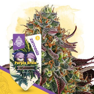 Purple Urkle (Zamnesia Seeds) Feminized