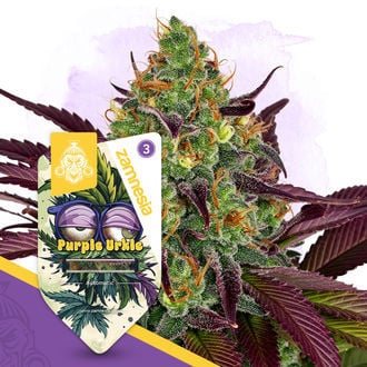 Purple Urkle Auto (Zamnesia Seeds) Feminized