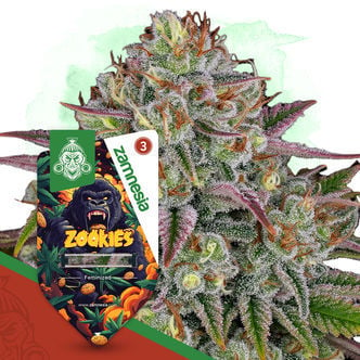 Zookies (Zamnesia Seeds) Feminized