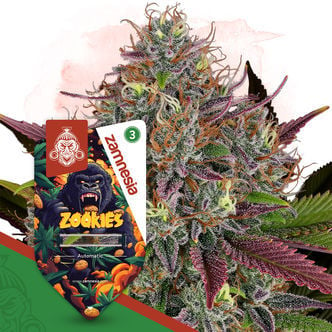 Zookies Automatic (Zamnesia Seeds) Feminized