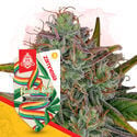 Rainbow Belts Automatic (Zamnesia Seeds) Feminized