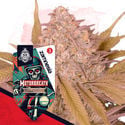 Motorbreath (Zamnesia Seeds) Feminized