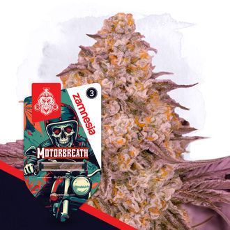 Motorbreath Automatic (Zamnesia Seeds) Feminized