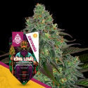 King Louis Automatic (Zamnesia Seeds) Feminized