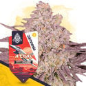 Jet Fuel (Zamnesia Seeds) Feminized