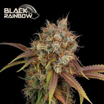 Black Rainbow (Seedstockers Superior) Feminized