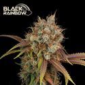 Black Rainbow (Seedstockers) Feminized