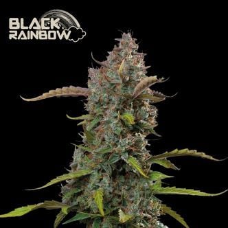 Black Rainbow Auto (Seedstockers Superior) Feminized