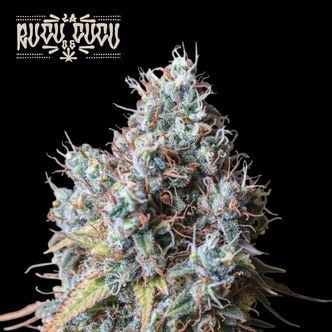 Rucu Cucu OG (Seedstockers Superior) Feminized