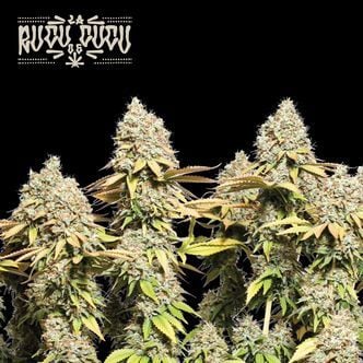 Rucu Cucu OG Auto (Seedstockers Superior) Feminized