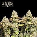 Rucu Cucu OG Auto (Seedstockers) Feminized