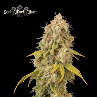 Santa Marta Haze (Seedstockers Superior) Feminized