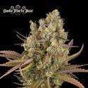 Santa Marta Haze Auto (Seedstockers) Feminized