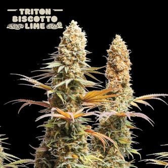 Triton Biscotto Lime (Seedstockers) Feminized