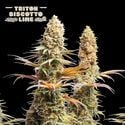 Triton Biscotto Lime (Seedstockers) Feminized