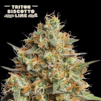 Triton Biscotto Lime Auto (Seedstockers Superior) Feminized