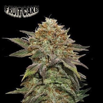 Fruit Cake (Seedstockers Superior) Feminized