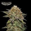 Fruit Cake (Seedstockers) Feminized