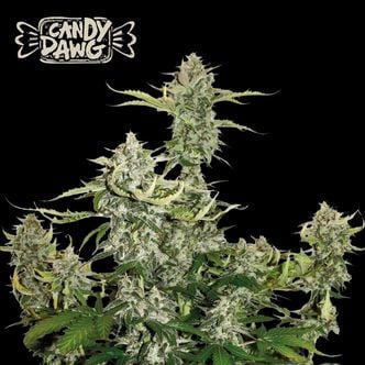 Candy Dawg Auto (Seedstockers Superior) Feminized