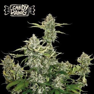 Candy Dawg Auto (Seedstockers) Feminized