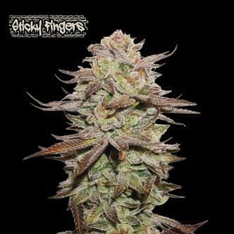 Sticky Fingers Auto (Seedstockers Superior) Feminized