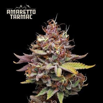 Amaretto Tarmac (Seedstockers Superior) Feminized