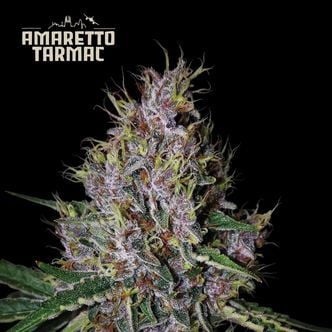 Amaretto Tarmac Auto (Seedstockers Superior) Feminized